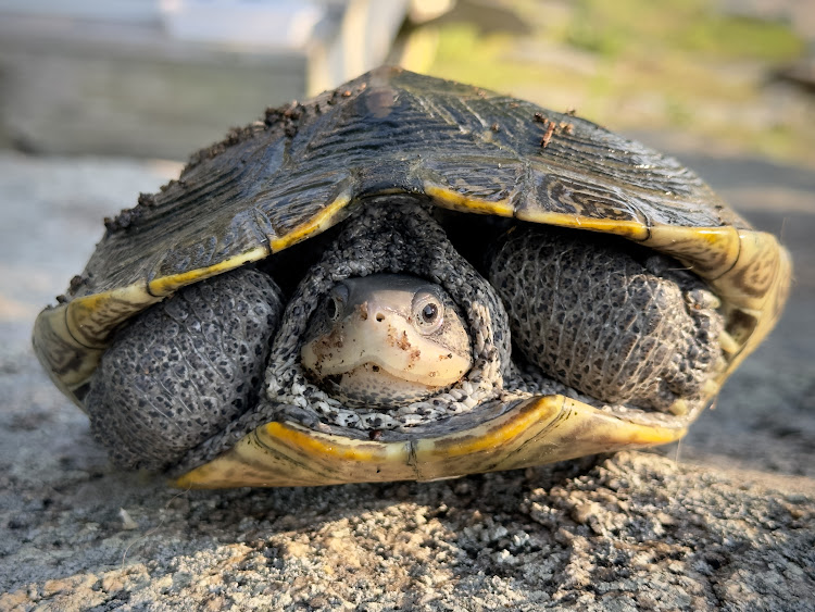 JULY 25: Workshop for Turtle Egg&nbsp;Protection